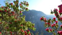 Rhododendron beim Aufstieg zum Tigernest